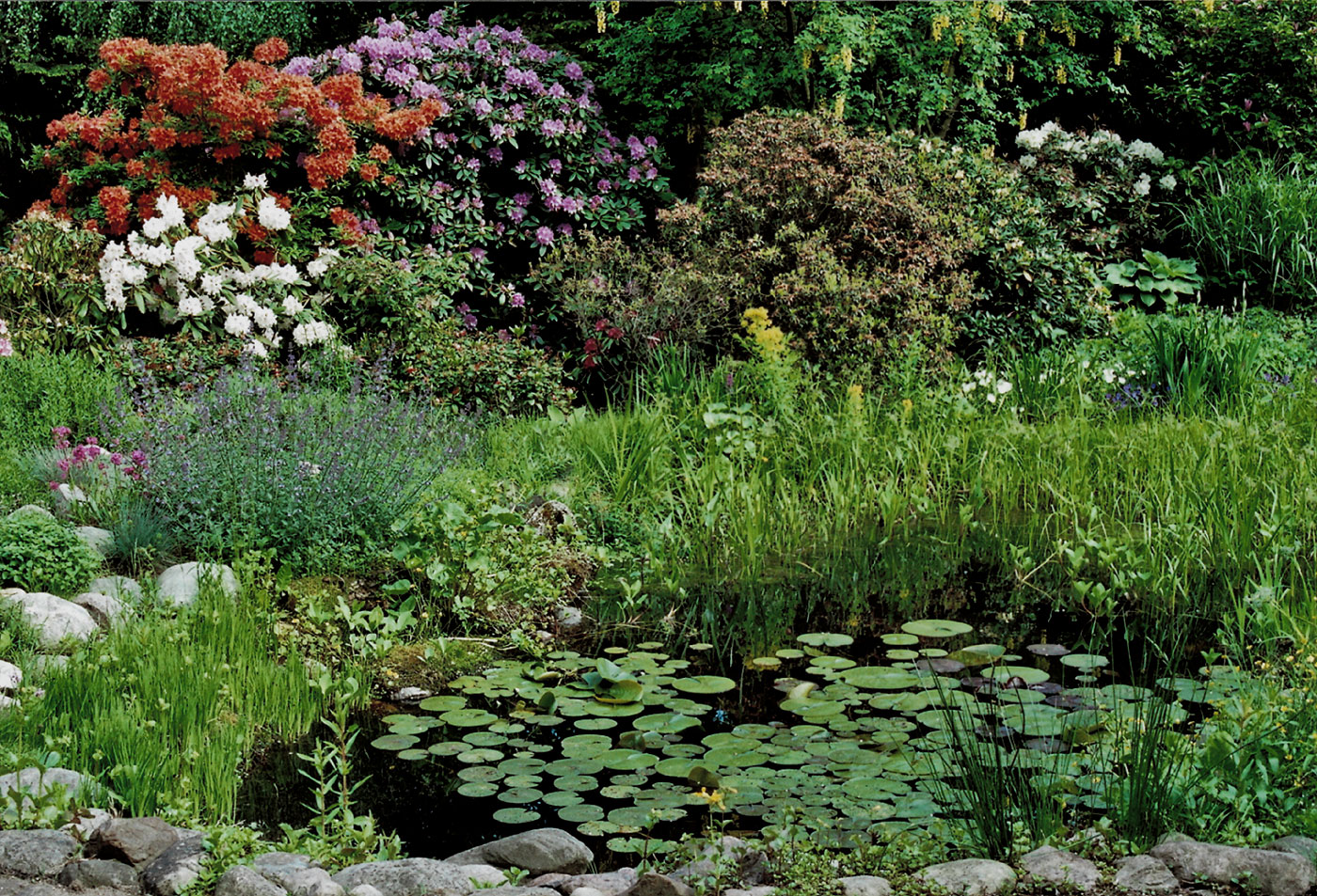 Teich mit Rhododendrenbluete